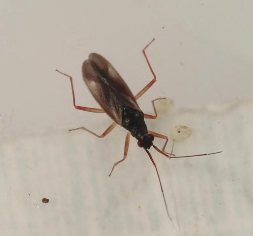 Teratocoris antennatus